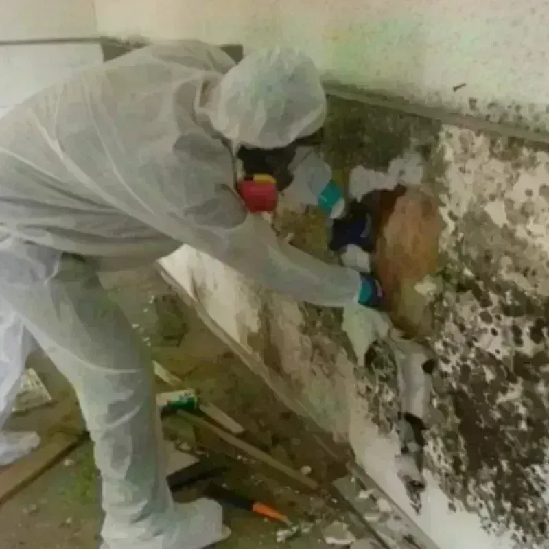 Mold Remediation and Removal in Crowell, TX